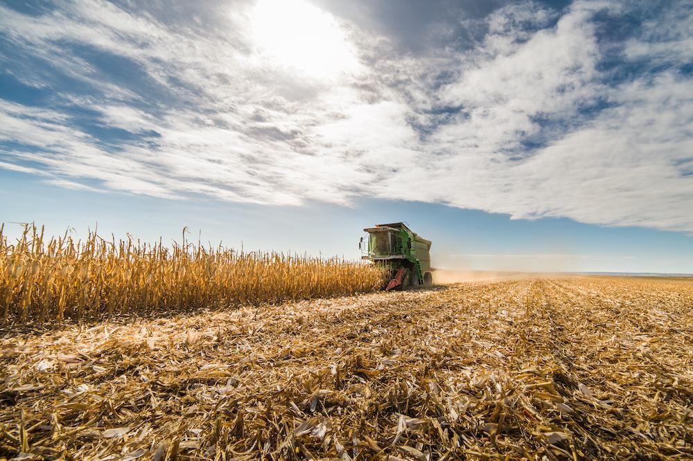 Corn field with a tractor