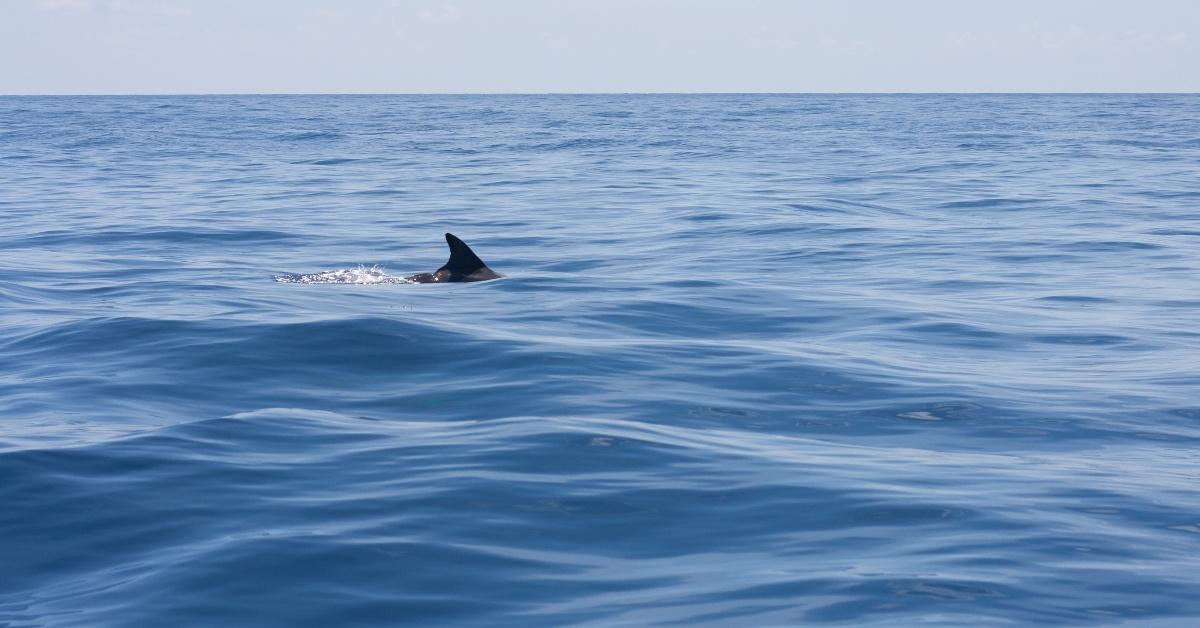 Shark fin cutting through ocean waves.